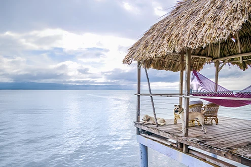 Island dogs Pico and Marley on an overwater bungalow at Thatch Caye _ Belize Retreats